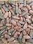 Toptan Jumbo Medine Mebrum Hurma 10 kg 4