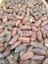 Toptan Jumbo Medine Mebrum Hurma 10 kg 5