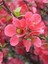 Japon Ayvası Bahar Dalı Fidanı 20-30 cm Chaenomeles Japonica 1