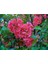 Japon Ayvası Bahar Dalı Fidanı 20-30 cm Chaenomeles Japonica 2
