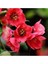Japon Ayvası Bahar Dalı Fidanı 20-30 cm Chaenomeles Japonica 3