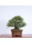 Japon Karaçamı Bonsai NO.562 1