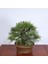 Japon Karaçamı Bonsai NO.562 3