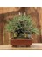 Japon Karaçamı Bonsai NO.562 4