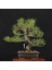 Japon Karaçamı Bonsai - Pinus Thunbergii NO.611 3