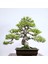 Japon Karaçamı Bonsai - Pinus Thunbergii NO.612 1