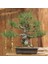 Japon Karaçamı Bonsai - Pinus Thunbergii NO.612 2