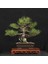Japon Karaçamı Bonsai - Pinus Thunbergii NO.612 3