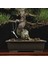 Japon Karaçamı Bonsai - Pinus Thunbergii NO.612 4