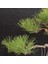 Japon Karaçamı Bonsai - Pinus Thunbergii NO.612 5