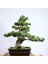 Japon Beyaz Çamı Bonsai NO.630 1