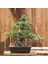 Japon Beyaz Çamı Bonsai NO.630 2