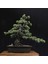 Japon Beyaz Çamı Bonsai NO.630 3
