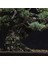 Japon Beyaz Çamı Bonsai NO.630 4
