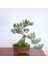 Japon Beyaz Çamı Bonsai NO.636 2