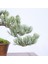 Japon Beyaz Çamı Bonsai NO.636 3