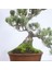 Japon Beyaz Çamı Bonsai NO.636 4