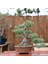 Japon Beyaz Çamı Bonsai NO.636 5