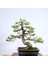 Japon Karaçamı Bonsai NO.757 1