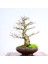 Üç Dişli Akçaağaç Bonsai - NO.649 1