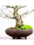 Üç Dişli Akçaağaç Bonsai - NO.649 2