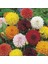 Yıldız Çiçeği – Dahlia 15 cm 5’li Karışık Renklerde 1