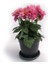 Yıldız Çiçeği – Dahlia 15 cm 5’li Karışık Renklerde 2