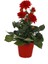 Yıldız Çiçeği – Dahlia 15 cm 5’li Karışık Renklerde 3