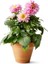 Yıldız Çiçeği – Dahlia 15 cm 5’li Karışık Renklerde 4