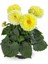 Yıldız Çiçeği – Dahlia 15 cm 5’li Karışık Renklerde 5