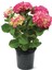 Ortanca – Hydrangea Macrophylla 20-40cm -Pembe 1