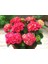 Ortanca – Hydrangea Macrophylla 20-40cm -Pembe 2