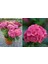 Ortanca – Hydrangea Macrophylla 20-40cm -Pembe 3