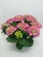 Ortanca – Hydrangea Macrophylla 20-40cm -Pembe 4
