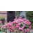 Ortanca – Hydrangea Macrophylla 20-40cm -Pembe 5