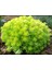 Sarı Sedum - Sedum Mexicanum 90 Adet 4