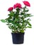 Yediveren Saksılı Pembe Gül – 20-30cm 1