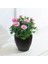 Yediveren Saksılı Pembe Gül – 20-30cm 3