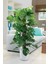 Monstera - Deve Tabanı 80-100 cm 1