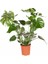 Monstera - Deve Tabanı 80-100 cm 2