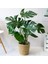 Monstera - Deve Tabanı 80-100 cm 4