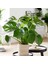 Monstera - Deve Tabanı 80-100 cm 5