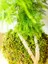 Asparagus Setaceus Kokedama, Tül Kuşkonmaz Kokedama. 5