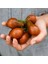 Çikolata Ampül Domatesi Chocolate Pear Domates Tohumu (15 Tohum) 1