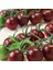 Aroması Yüksek Chocolate Cherry Domates Tohumu (15 Tohum) 1