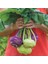 Ata Tohumları Geleneksel Mixed Kohlrabi (Alabaş) Tohumu (15 Tohum) 1