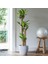 Dracena Massengena 3’lü 100-125 cm 3
