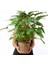 Philodendron Xanadu 1