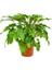 Philodendron Xanadu 3