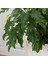 Philodendron Xanadu 5
